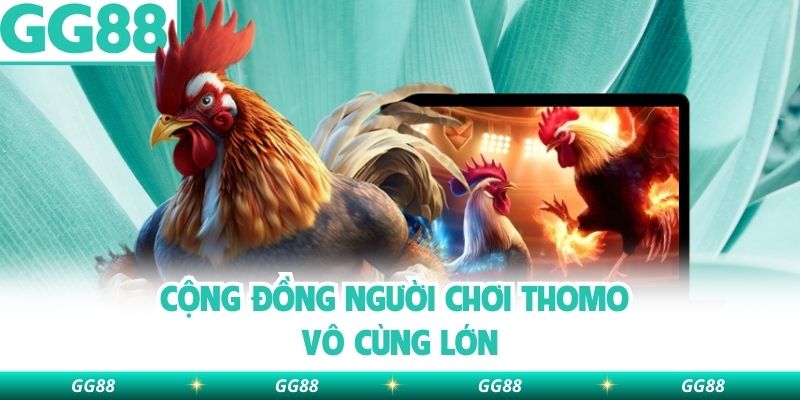 Cộng đồng người chơi Thomo vô cùng lớn